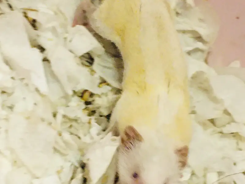 Rare Albino Shrew — photo 10