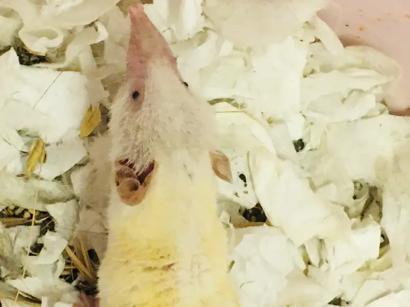Rare Albino Shrew — photo 11