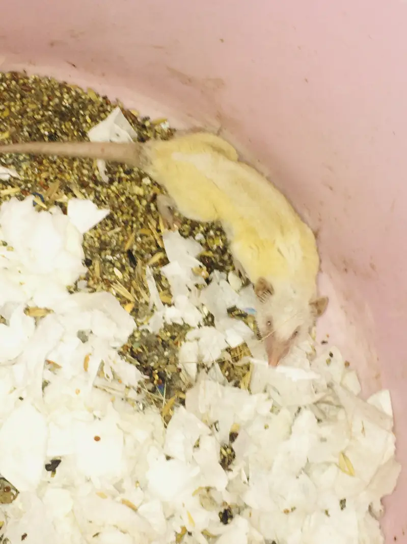 Rare Albino Shrew — photo 12