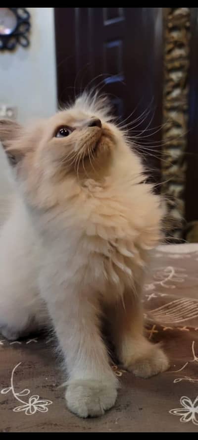 kitten wants new home