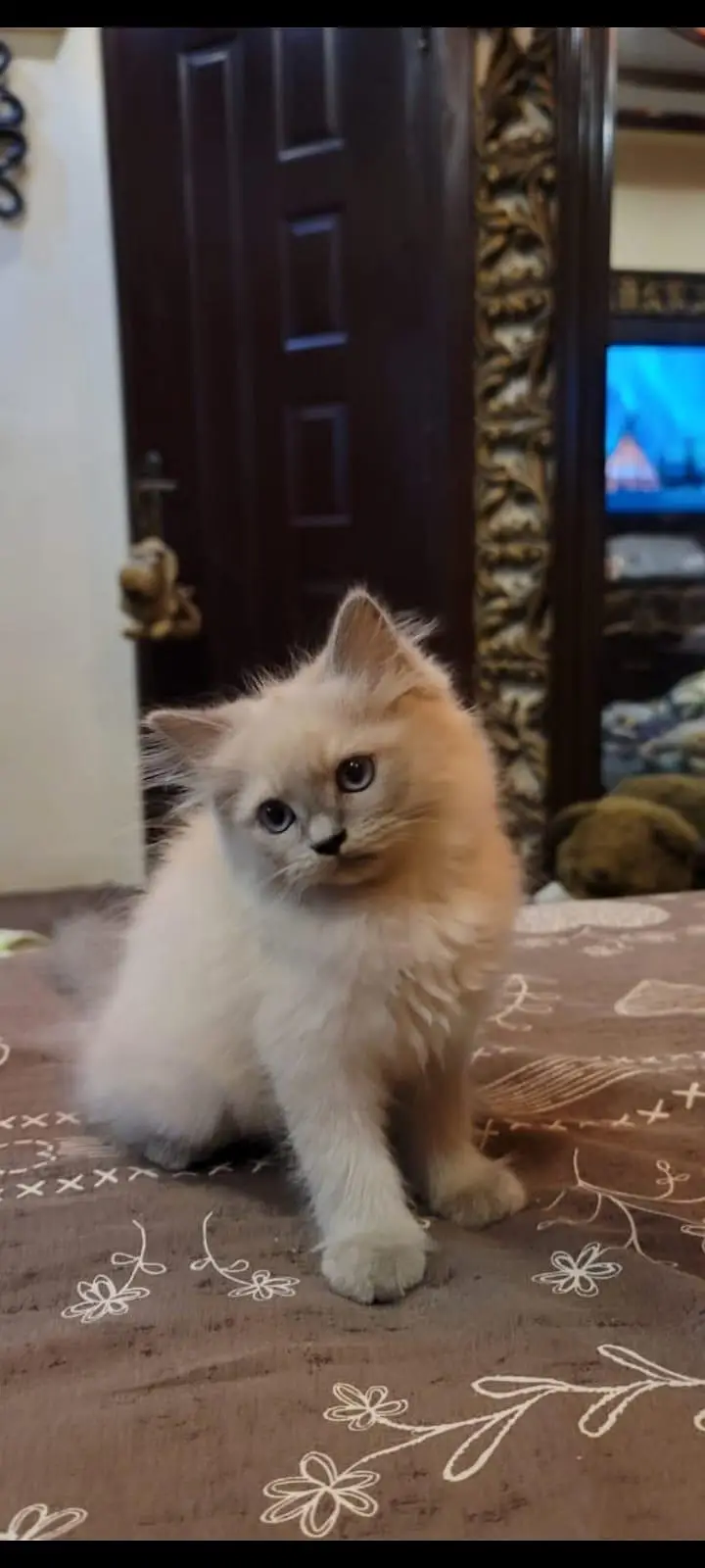 kitten wants new home — photo 2