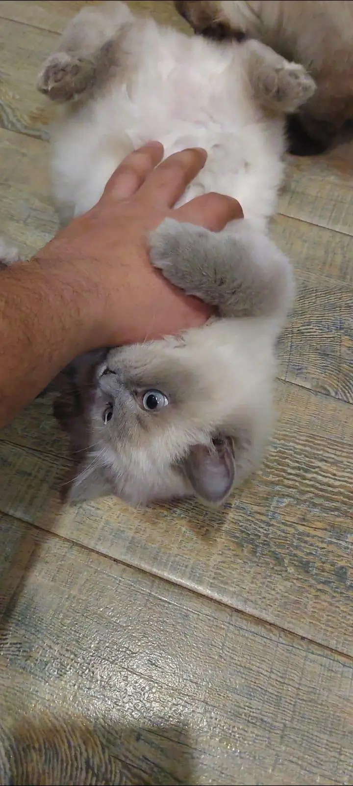 kitten wants new home — photo 3