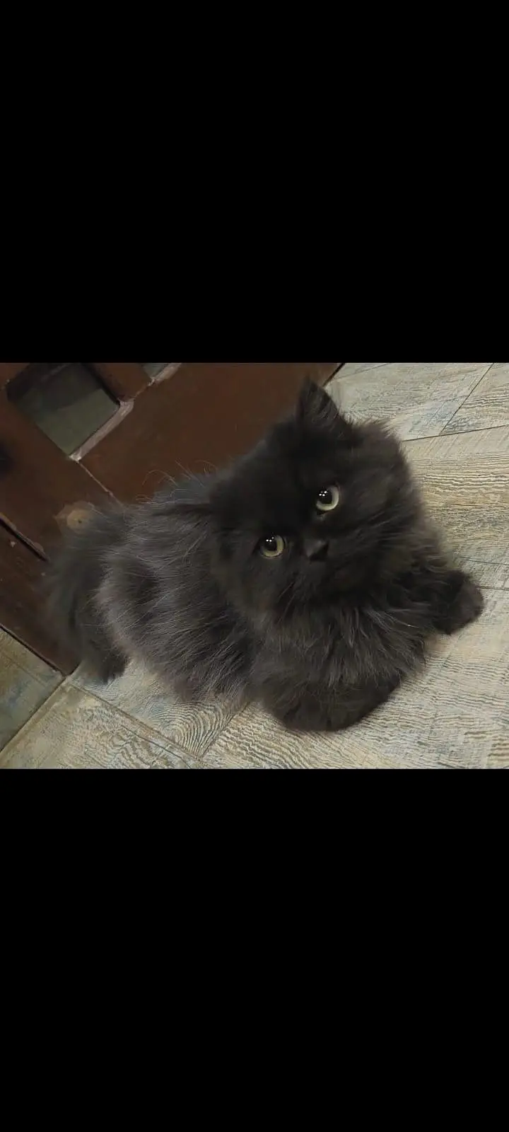 kitten wants new home — photo 4