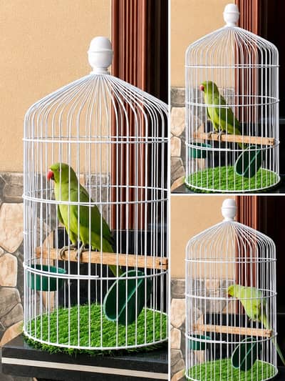Raw parrot with white cage