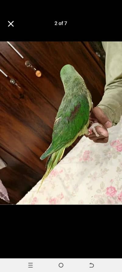pahari ka self patha 6 7 month ege no hand tame setyan marta he bs tme
