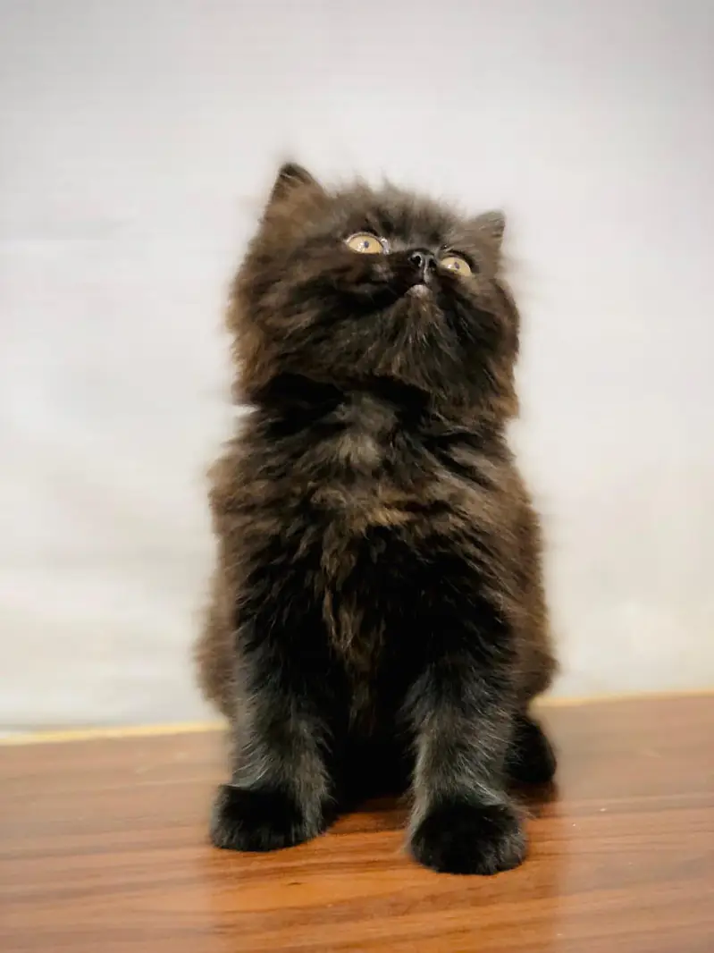 Cash on delivery parshion punch face kittens — photo 4