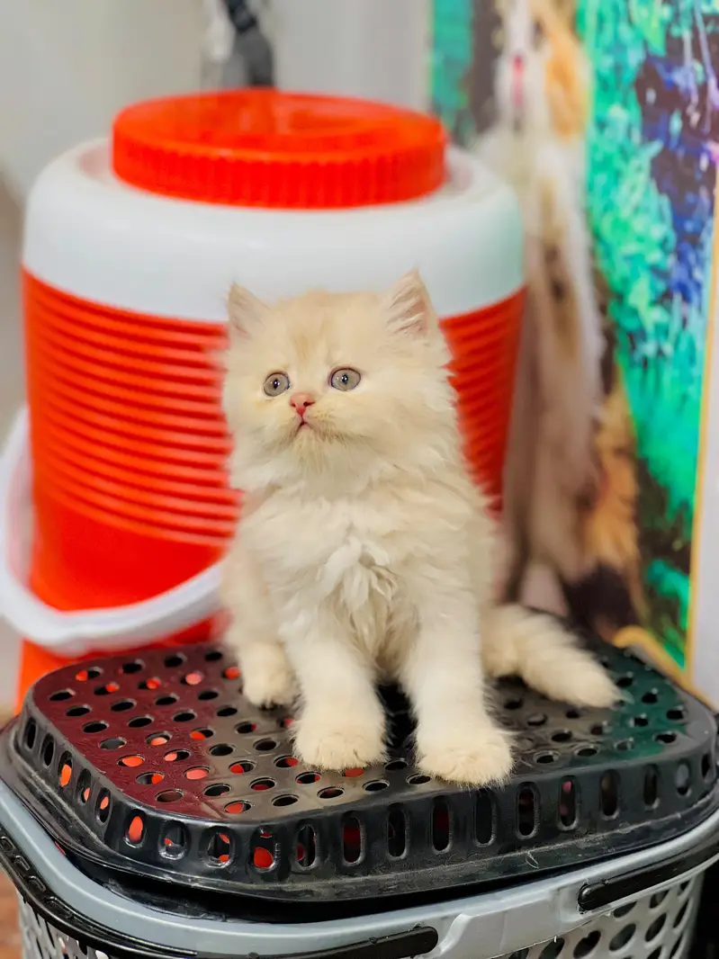 Cash on delivery parshion punch face kittens — photo 7