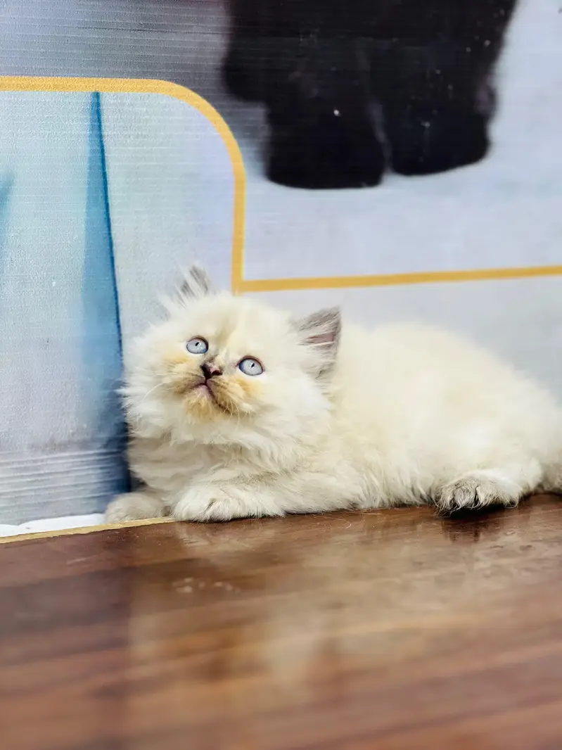 Cash on delivery parshion punch face kittens — photo 8