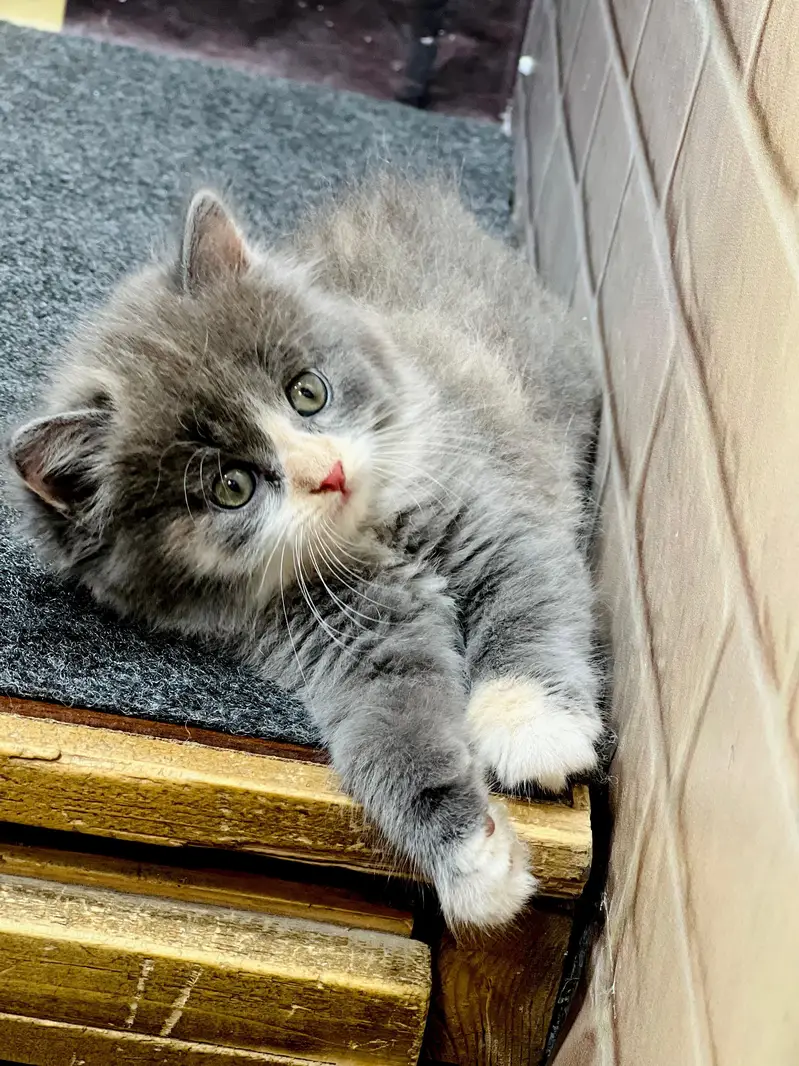 Cash on delivery parshion punch face kittens — photo 9