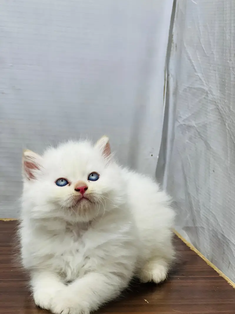 Cash on delivery parshion punch face kittens — photo 12