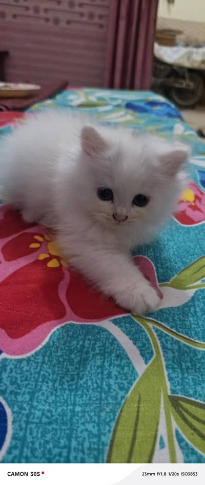 persion cat for sale