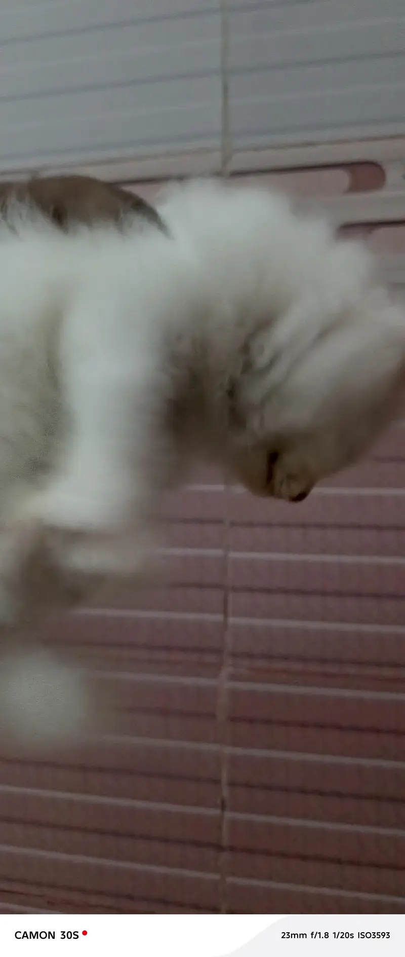 persion cat for sale — photo 2