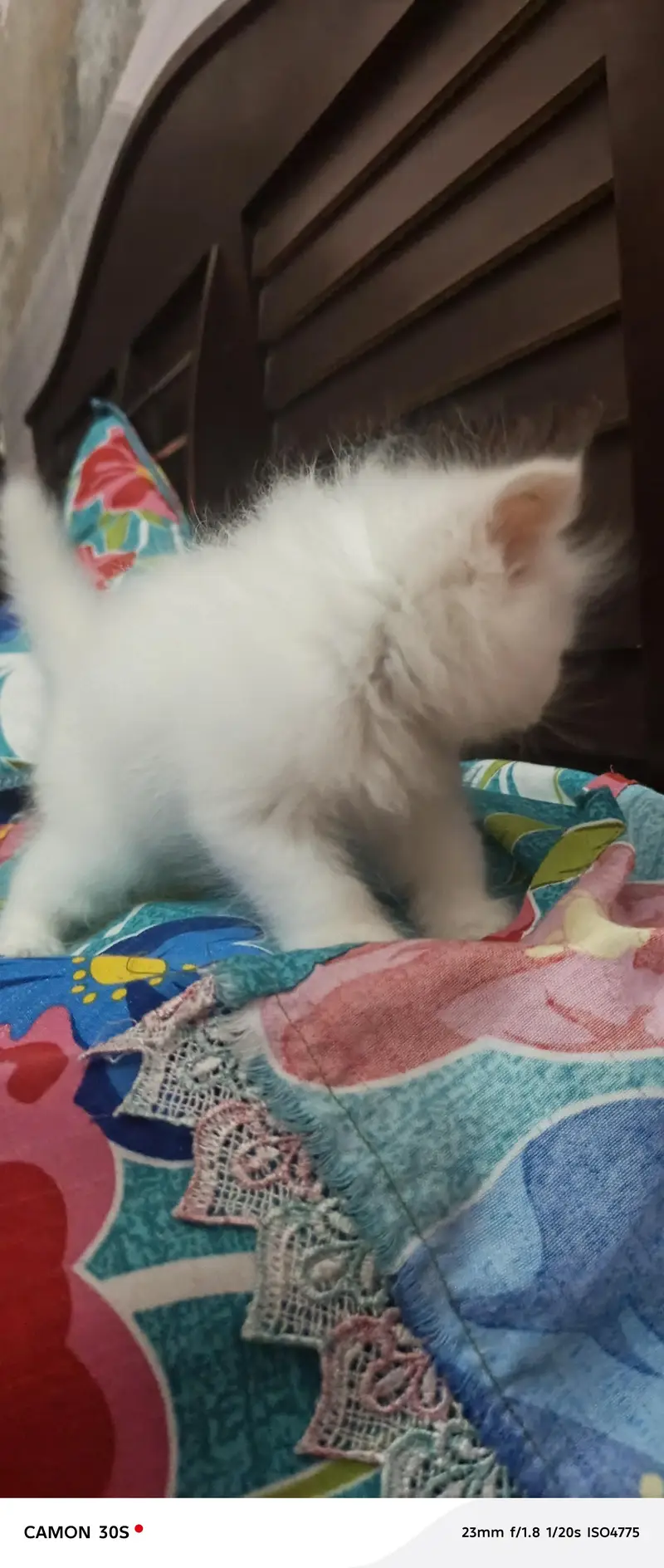 persion cat for sale — photo 3