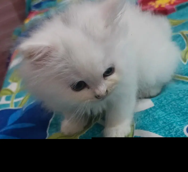 persion cat for sale — photo 4