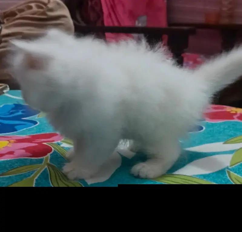 persion cat for sale — photo 5