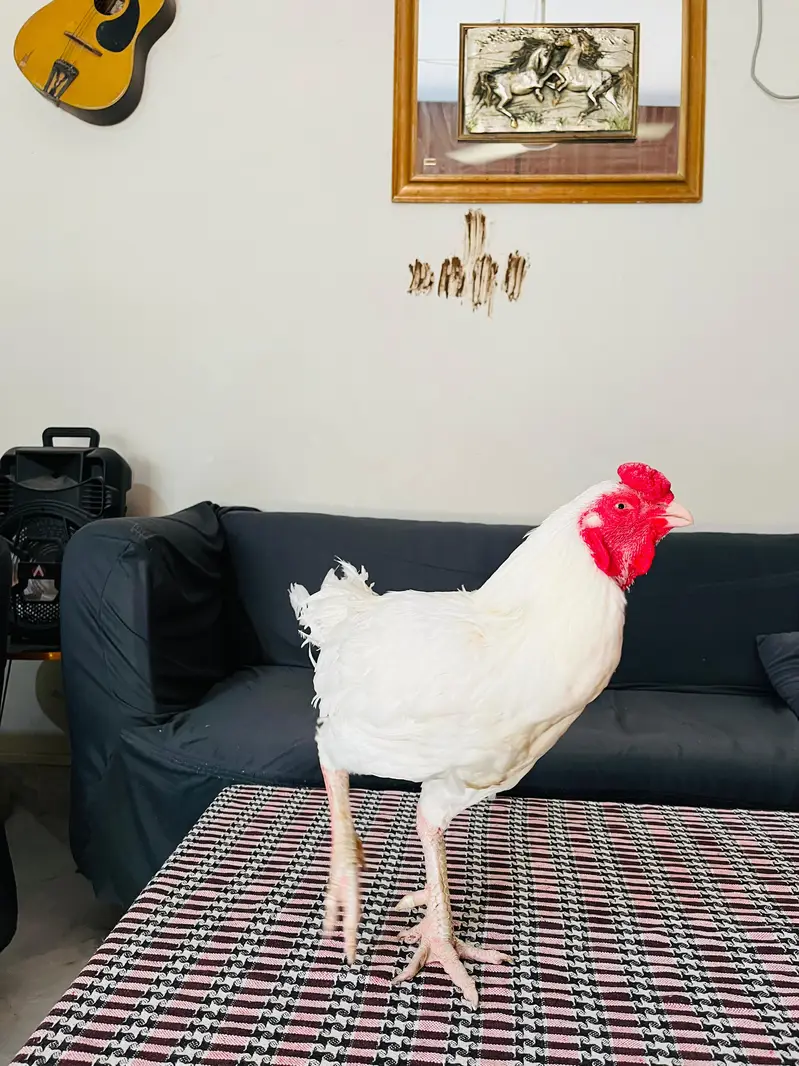 Heera Aseel — photo 2