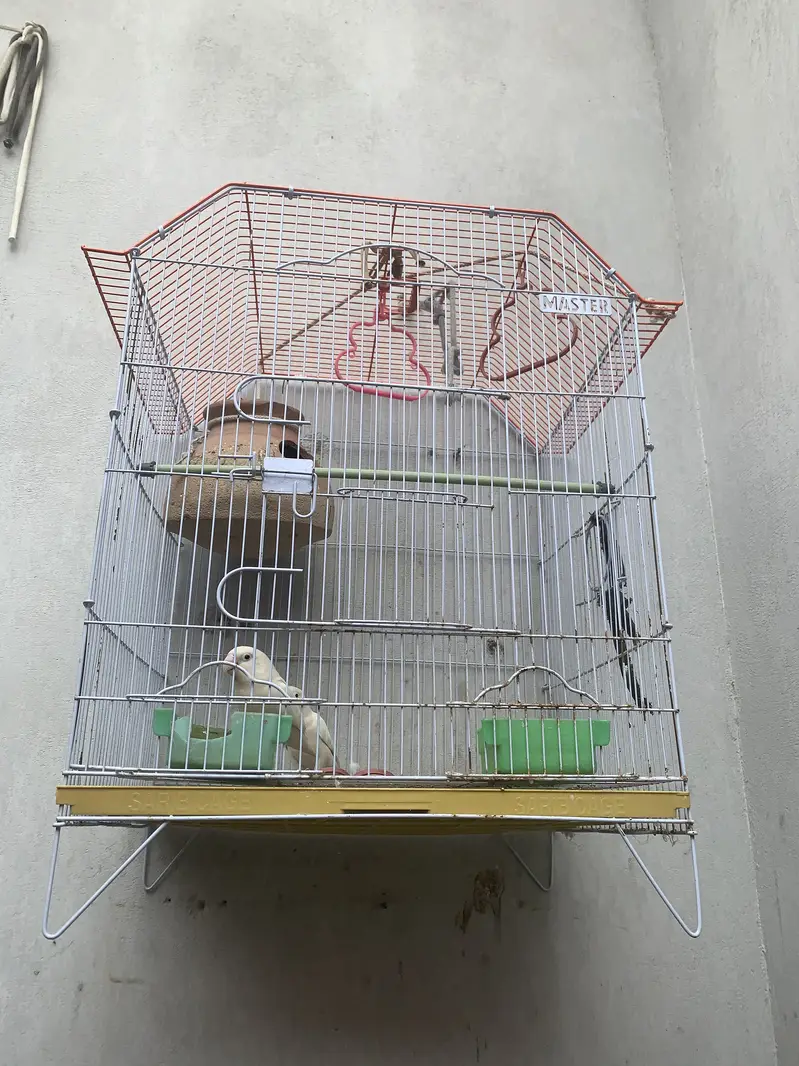 White Albino pair with cage