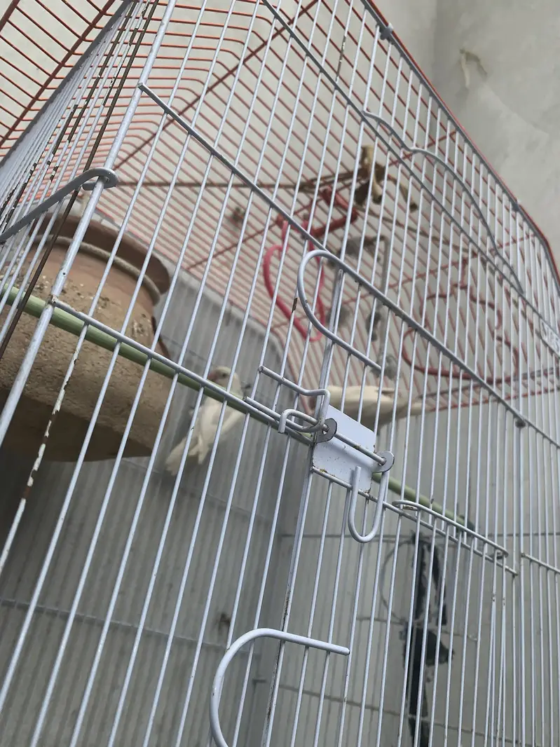 White Albino pair with cage — photo 2