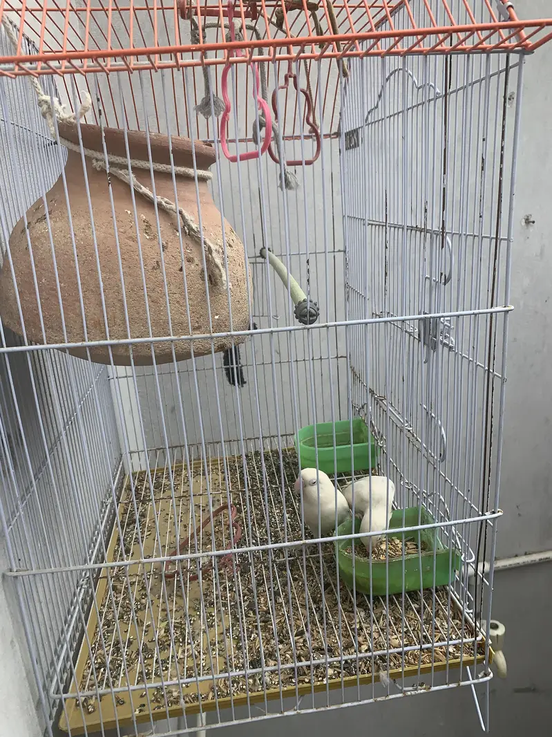 White Albino pair with cage — photo 3