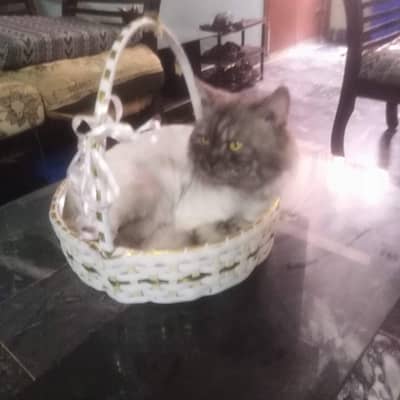 Playful Persian cats for sale