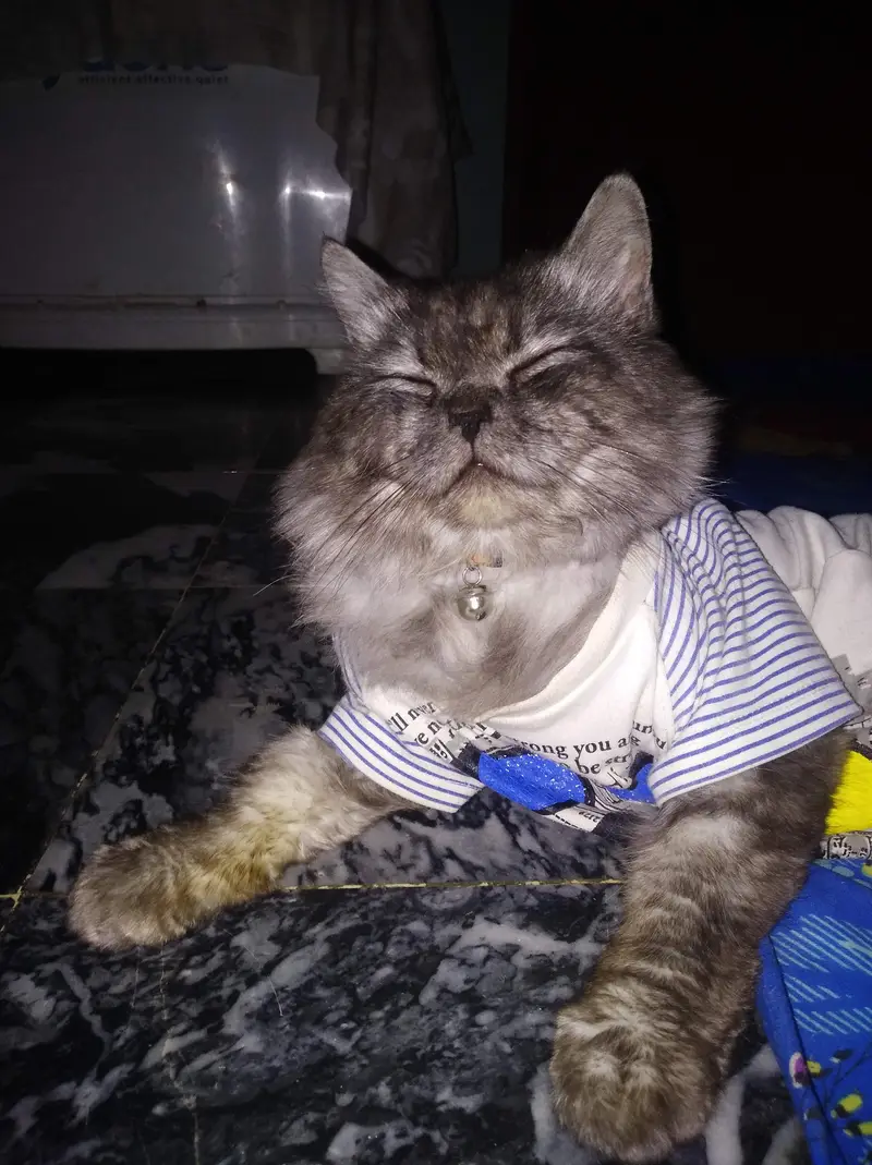 Playful Persian cats for sale — photo 2
