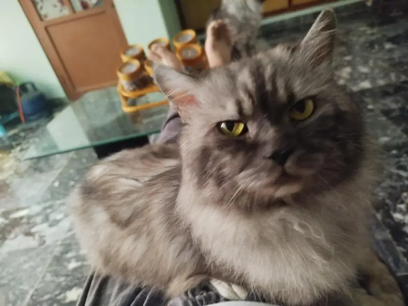 Playful Persian cats for sale — photo 3