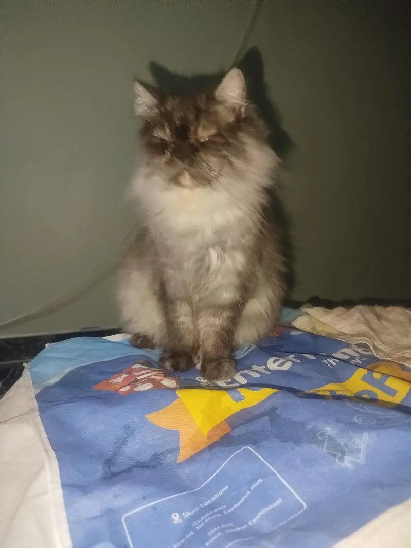 Playful Persian cats for sale — photo 4