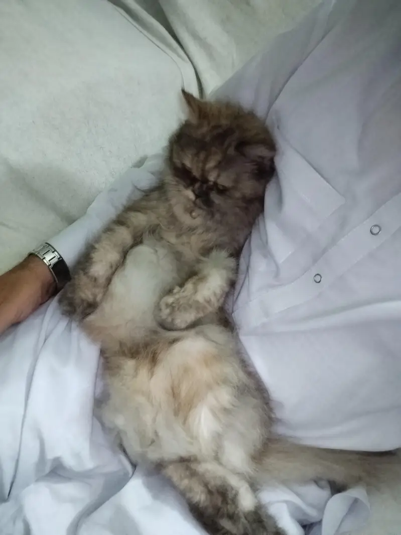Playful Persian cats for sale — photo 5