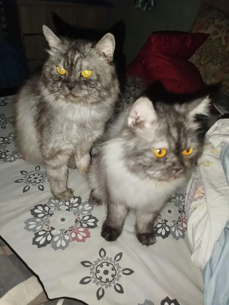 Playful Persian cats for sale — photo 6