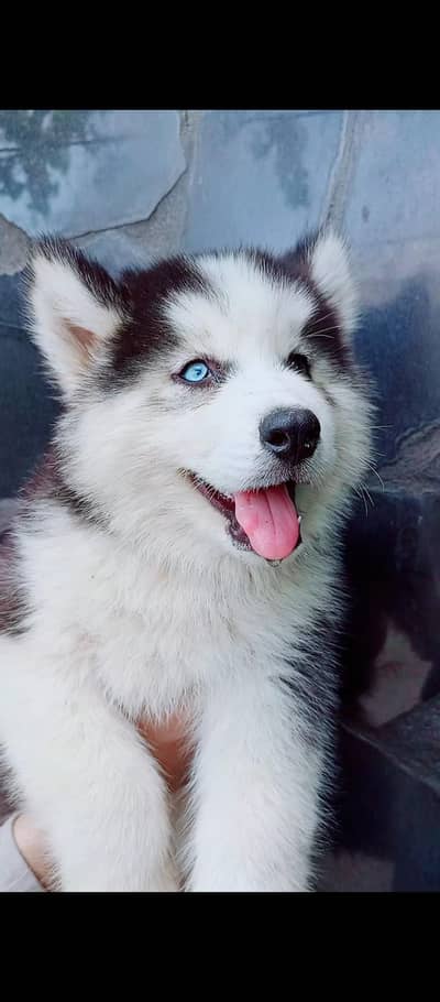 sibarian husky puppies available 03485816804