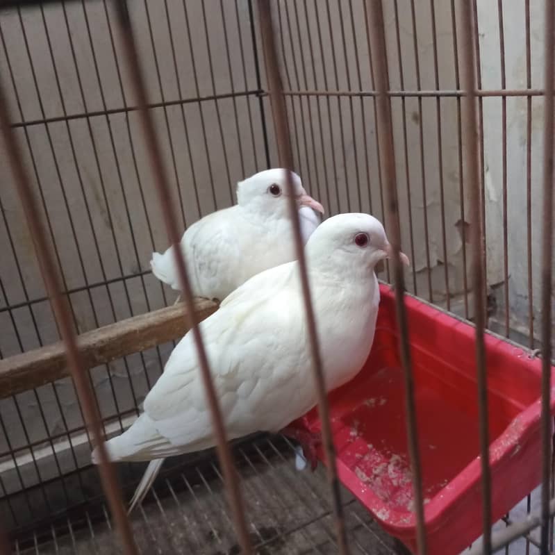khumra 1