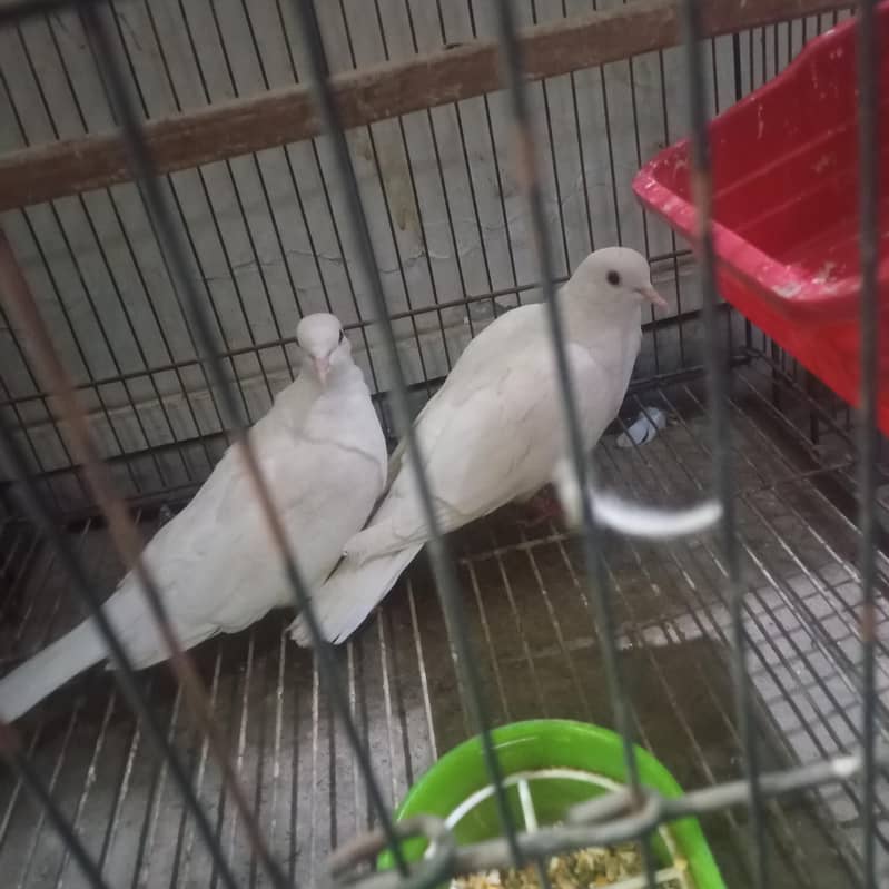 khumra 2