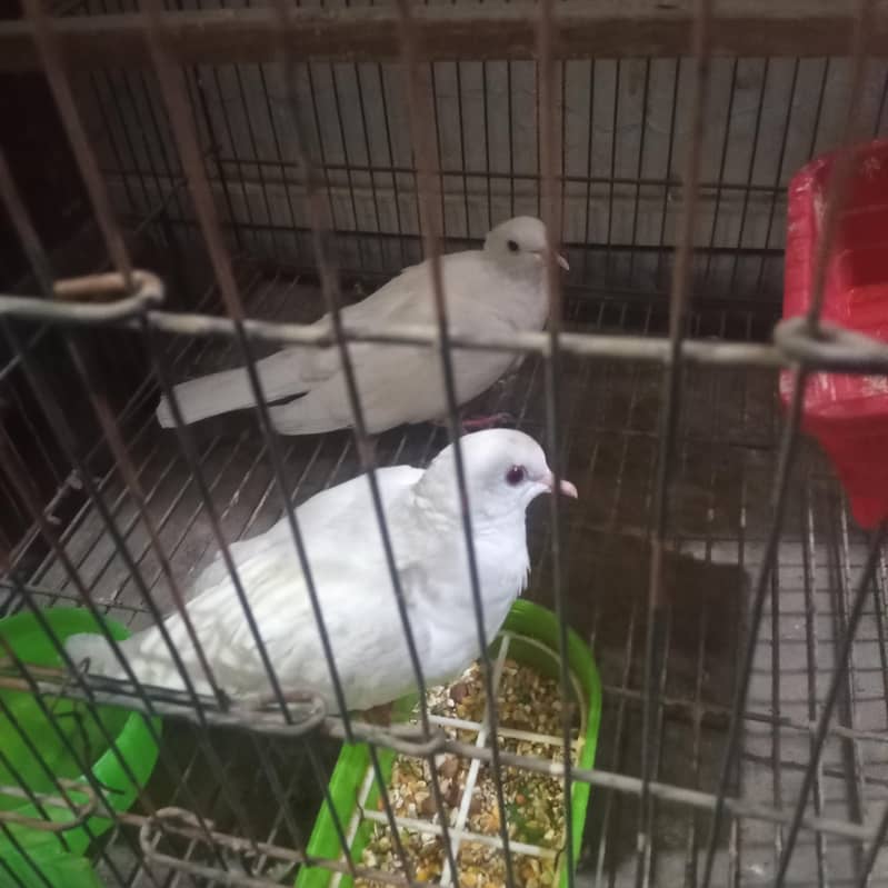 khumra 4