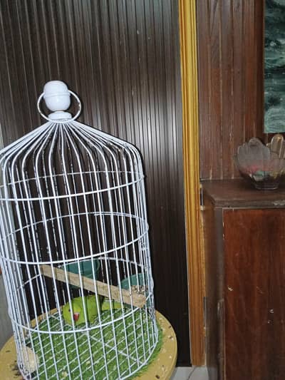 6 to 7 months raw parrot best age of training with White cage