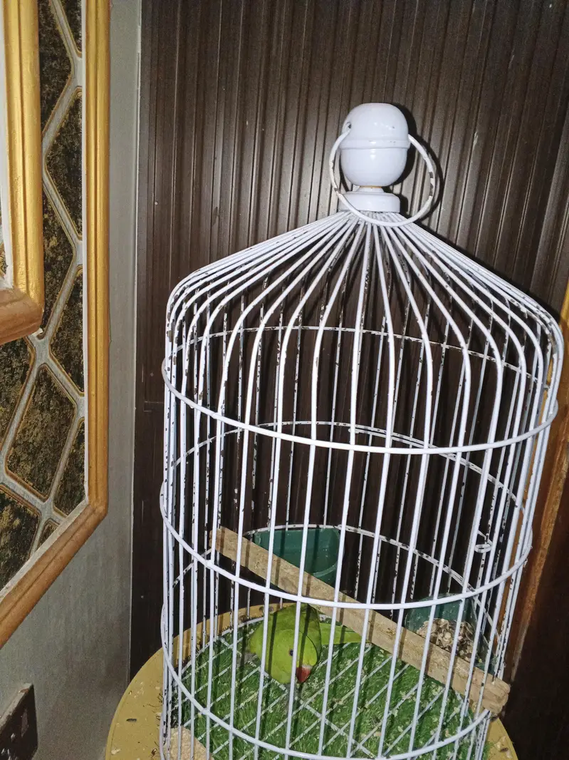 6 to 7 months raw parrot best age of training with White cage — photo 2