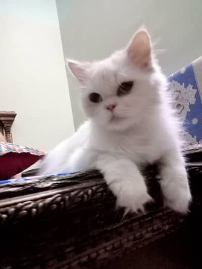 Persian kitten female