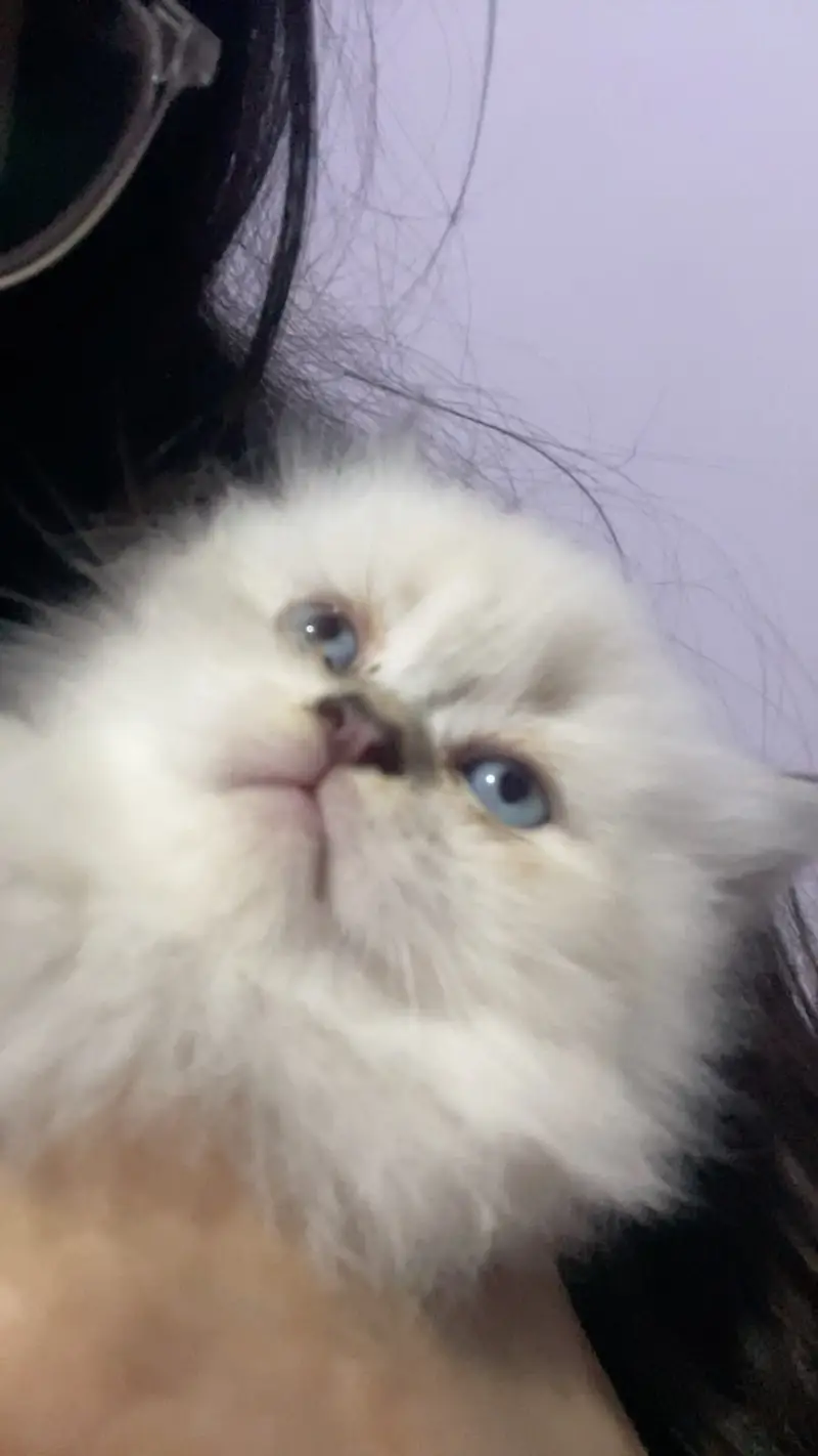 Persian kitten female — photo 2