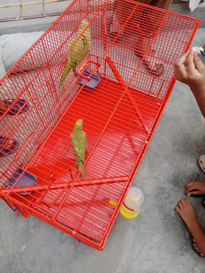 Green parrot  sale with cage