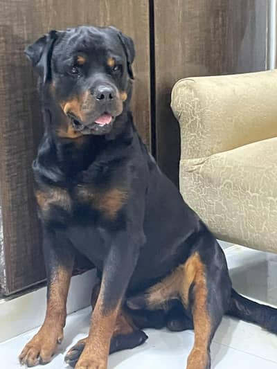 not for sell only stud 03475981324