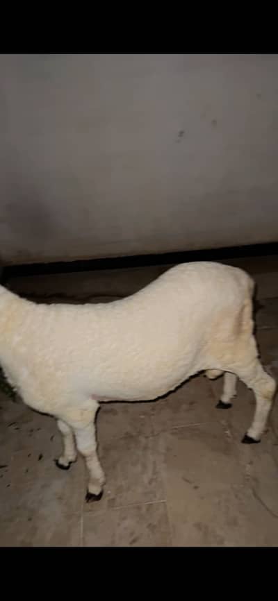 Dumba