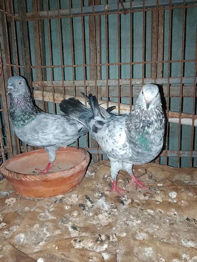 orignal zeera piar available
