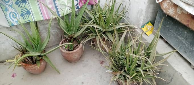 Alovera plants