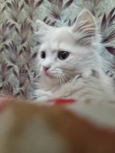 Persian cats