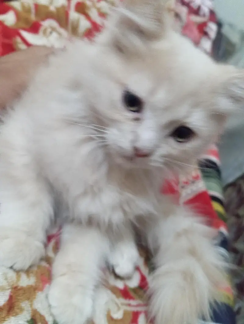 Persian cats — photo 2