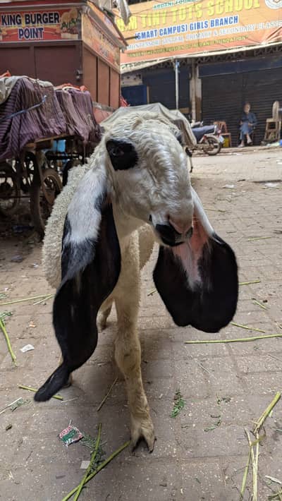 Kajli 5 month singhara 4 month larkana 5 month Desi 3 month