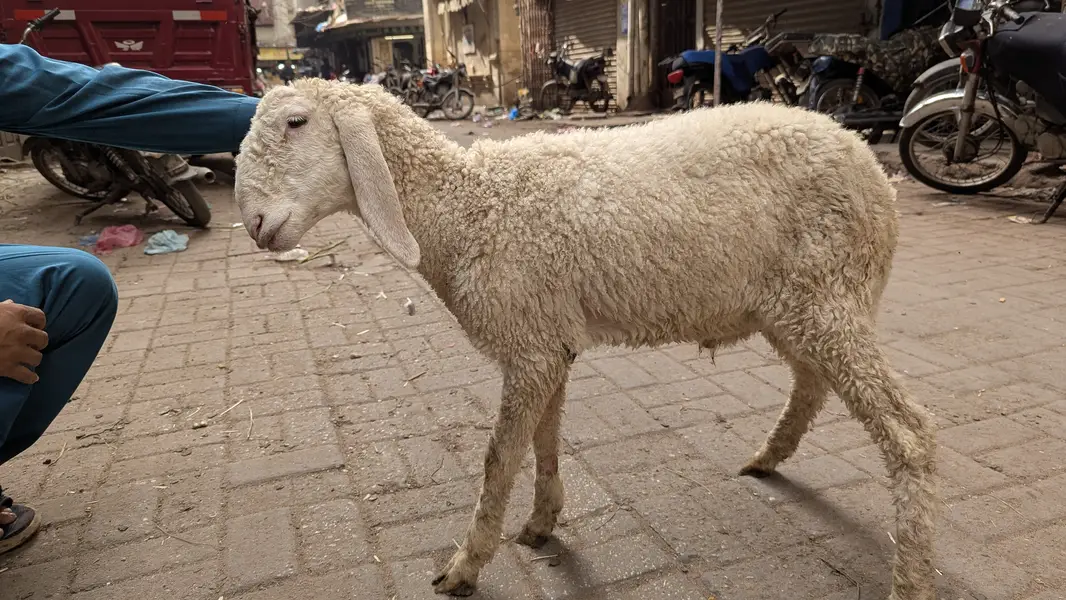 Kajli 5 month singhara 4 month larkana 5 month Desi 3 month — photo 7