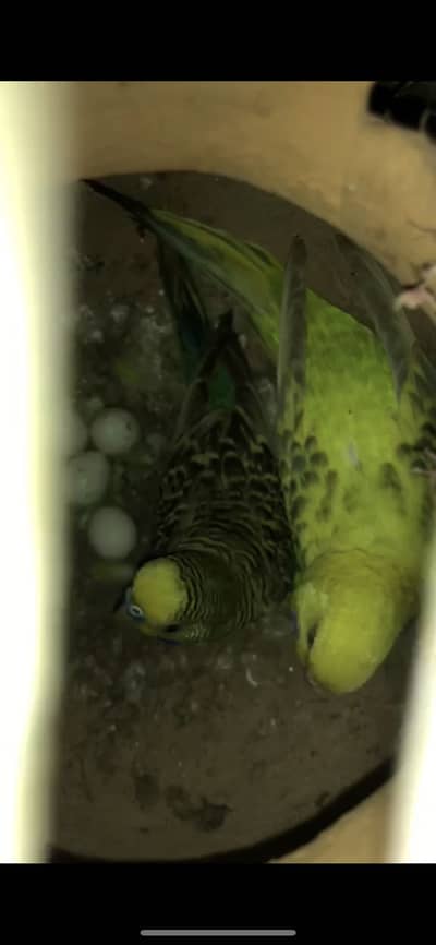 Budgerigar parrots male female pathe available 1 month age