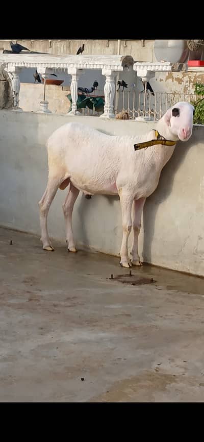 Goat   and sheep 
