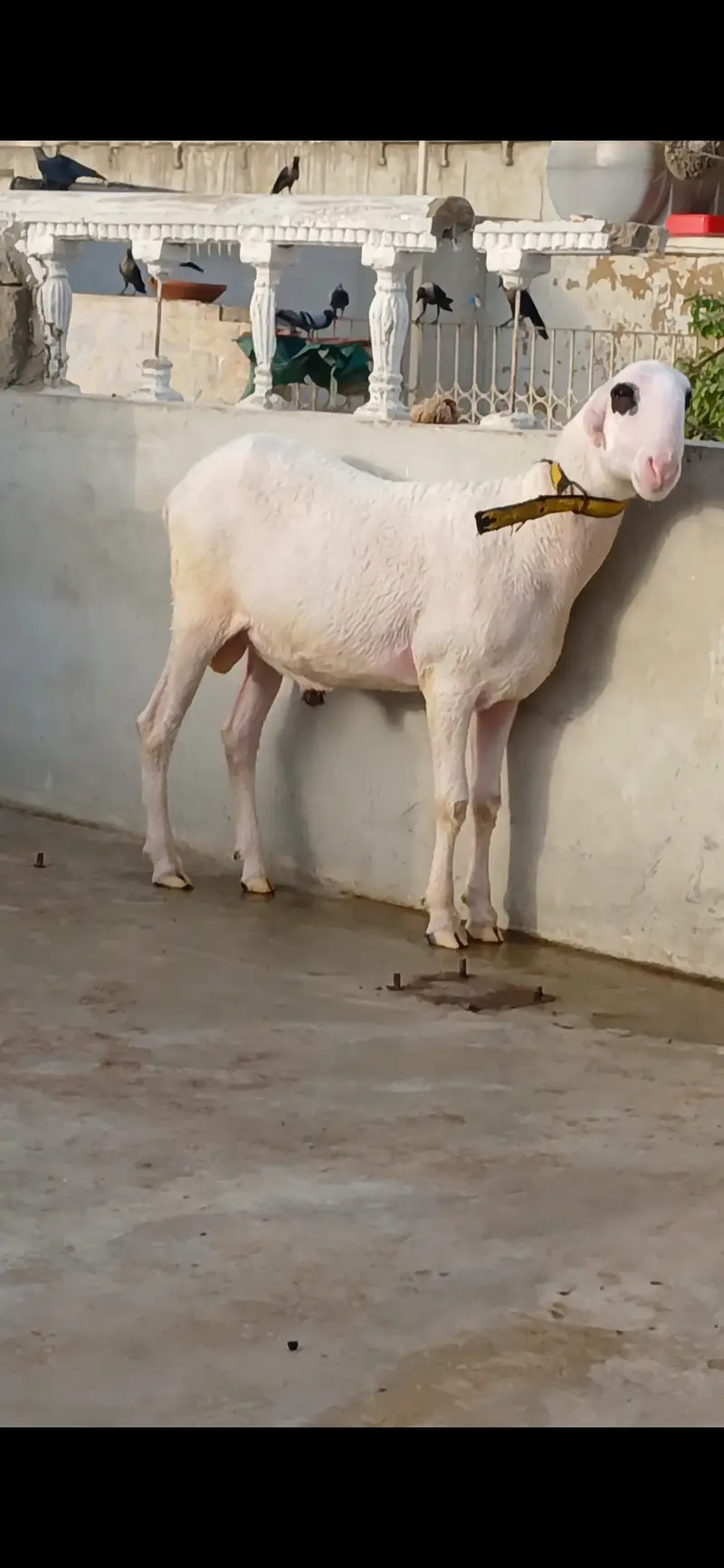 Goat   and sheep