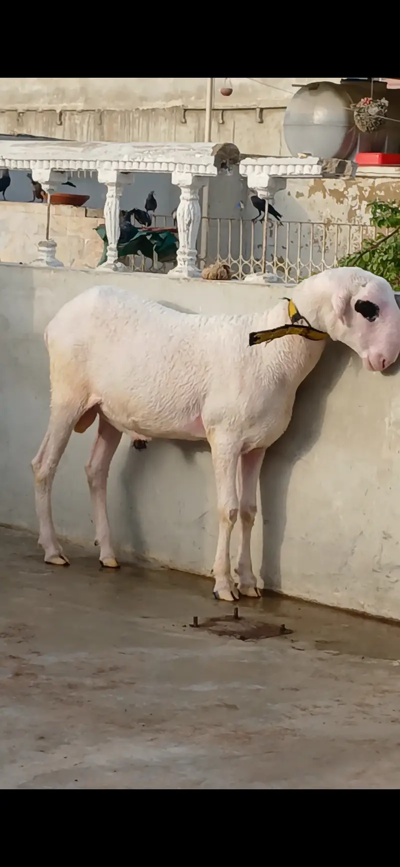 Goat   and sheep — photo 2